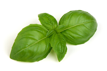 Basil Leaves Isolated Fresh Green Herb