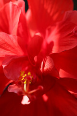A detailed macro photo of a red hibiscus flower
