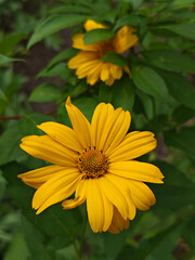 Bright Yellow False Sunflower in Lush Greenery