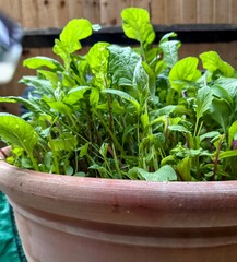 Home grown salad leaves in large terracotta pot