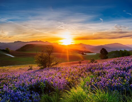 Stunning Sunrise Over Purple Wildflower Fields in Bloom with Dramatic Skies and Rolling Hills in Background, Beautiful Nature Landscape