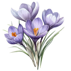 A Crocus Bouquet, watercolor vector, isolated on a white background.
