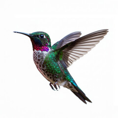 Fototapeta premium Close-up of hummingtropical bird flying against isolated on white background