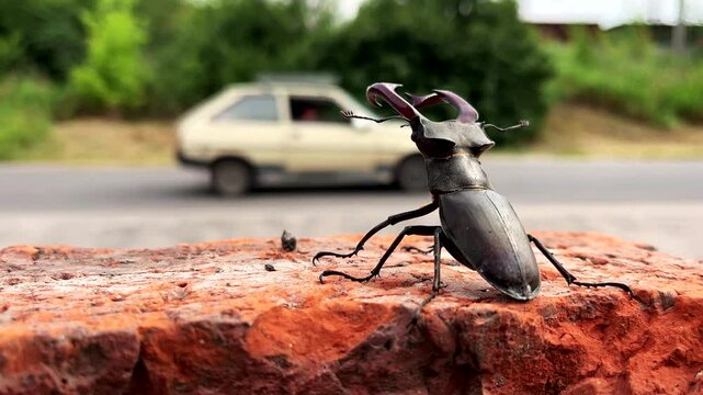 Stag beetle near the road with passing cars in the background. Stag beetle in nature, Majestic symbol of European forests