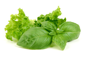 Basil Lettuce Still Life Isolated Fresh Green