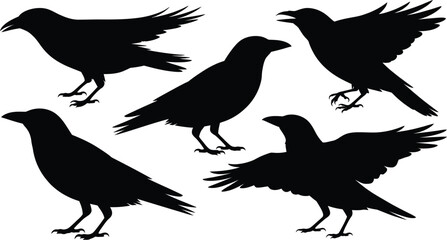 Obraz premium A collection of five black raven silhouettes in various positions