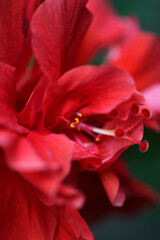 A detailed macro photo of a red hibiscus flower