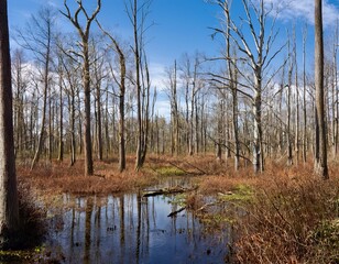 Obraz premium Serene Autumnal Swamp Forest Scene Bare Trees Reflecting in Calm Waters Under a Clear Blue Sky - Tranquil Landscape Photography