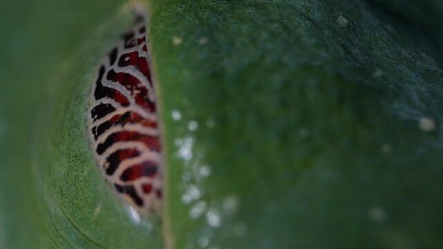 Red-Eyed Tree Frog Closes Eye Revealing Veined Eyelid Texture