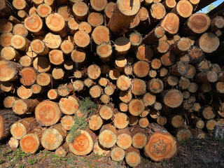 Many large tree trunks stacked