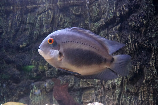 Uaru cichlid fish in aquarium. Uaru amphiacanthoides, the uaru or triangle cichlid, is a species of cichlid native to South America where it occurs in clear streams of the Amazon Basin.  
