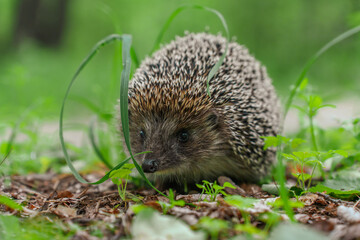 Hedgehog in the grass in the forest