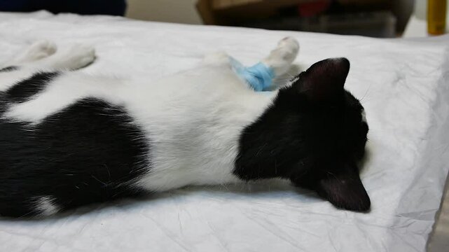 Anesthetized Black and White Cat with Bandaged Paw