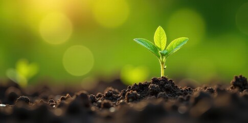 Tiny Withania somnifera seedling with two cotyledons, vibrant green leaves in sunlit field , texture, medicinal plant