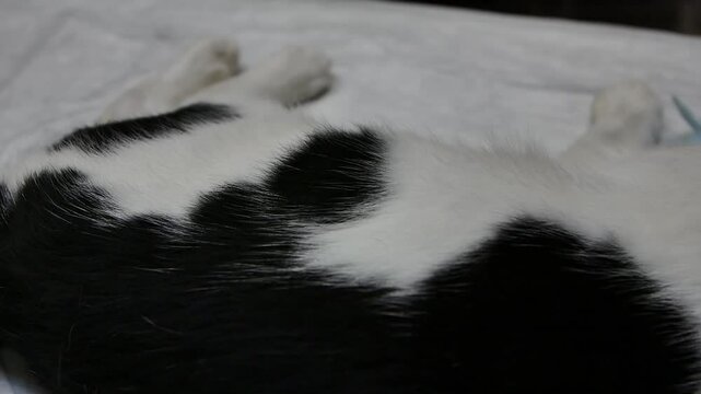 Anesthetized Black and White Cat with Bandaged Paw