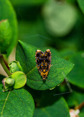 butterfly on a leaf