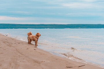 Portrait of A curly-haired brown Labradoodle or Cavapoo dog at the outdoor beach by the sea, wet wool