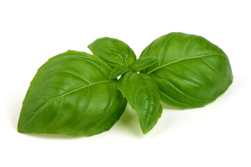 Ocimum basilicum Basil Leaves, isolated on white background