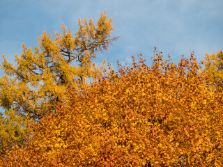 maple leaves in autumn