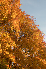 maple leaves in autumn day