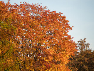 orange maple leaves