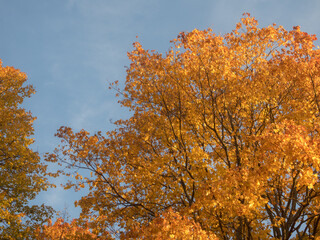 orange leaves in autumn day