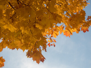 maple leaves in autumn