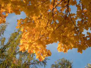 leaves in autumn day