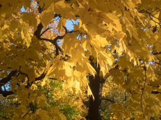 maple leaves in autumn day