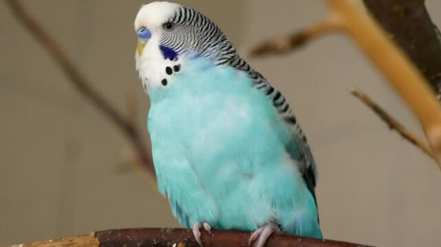 Blue Budgie Chirps on Branch and Flies Away