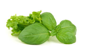 Fresh Lettuce, Basil Ocimum basilicum, isolated on white background