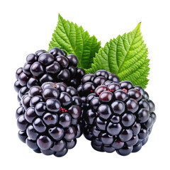 Fototapeta premium Three Juicy Blackberries with Lush Green Leaves Isolated on White Background or Transparent PNG