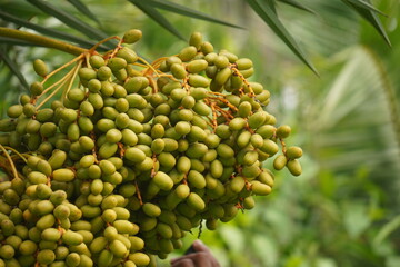 Date palm fruits are sweet, energy-rich, chewy, high in fiber and nutrients, commonly eaten fresh or dried in warm climates.