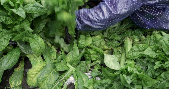 Farmer harvesting green stem lettuce crops in the field, Sichuan province, China