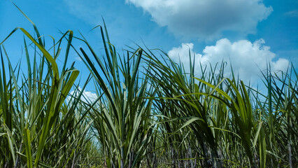 View from Within a Dense Green Sugarcane Field Under Blue Sky