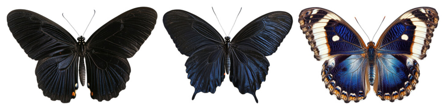 PNG Vibrant butterflies on display, element set on transparent background