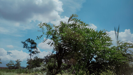 Obraz premium Vibrant Green Tree Foliage Against a Bright Blue Sky with White Clouds