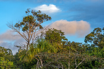 vegetation with leafy trees in the interior of the amazon rainforest of colombia. Scenery full of life and biodiversity in a perfect light