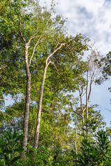 vegetation with leafy trees in the interior of the amazon rainforest of colombia. Scenery full of life and biodiversity in a perfect light