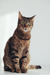 Cute European Shorthair cat with green eyes sitting against white background. Lovely domestic tabby...