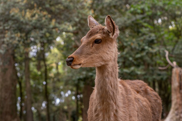 Sika deer in Nara Park, Japan 