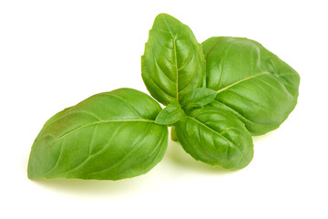 Fresh Basil Ocimum basilicum Leaves, isolated on white background