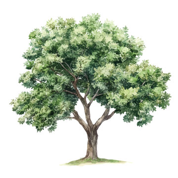 A Chinese Elm Tree, watercolor illustration vector, isolated on a white background.