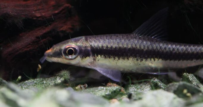 Aquarium fish Sae Crossocheilus siamensis eats algae that have grown on the stones of the bottom of a freshwater aquarium, close-up. Siamese Algae Eater macro view