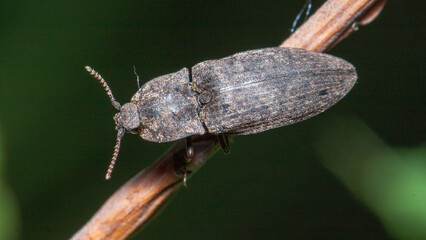 bug on leaf