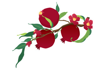 Vector illustration of a fresh pomegranate fruit icon and tree.