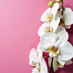 Naklejka premium White orchids against pink backdrop personalized Mothers Day greeting card design Floral Pink and white