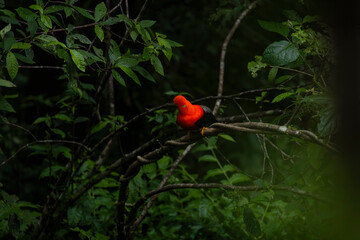 Cock of the rock, Manu National Reserve , Cusco - Peru