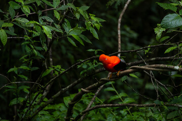 Cock of the rock, Manu National Reserve , Cusco - Peru