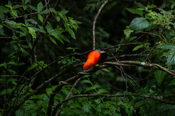 Cock of the rock, Manu National Reserve , Cusco - Peru